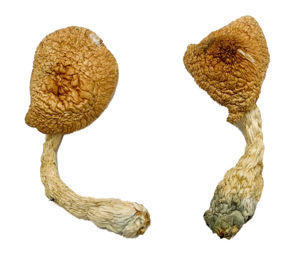 Psilocybe Azurescens Mushroom Psilocybe Azurescens For Sale Oregon