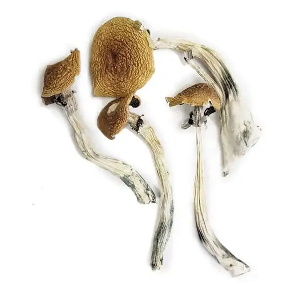 Wavy-Caps Buy Wavy Caps Mushrooms Oregon
