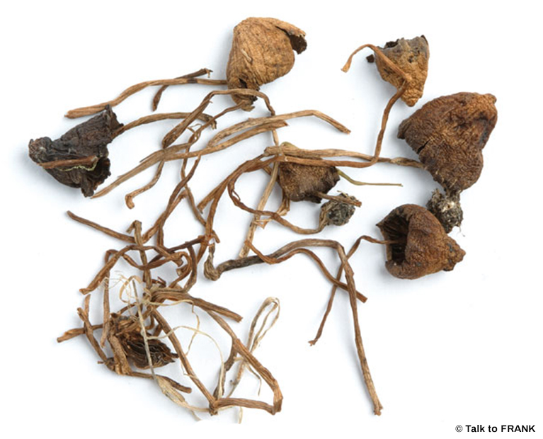 liberty cap mushrooms for sale Oregon