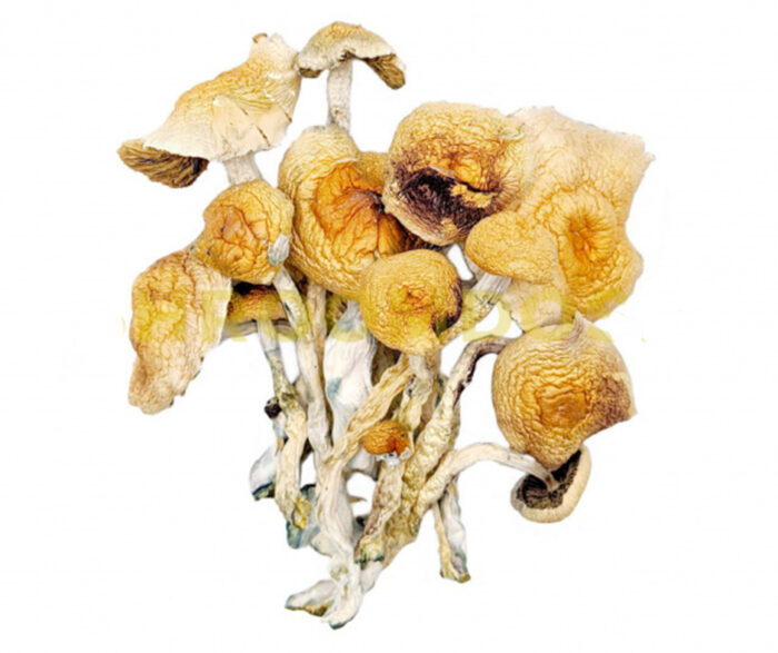 Buy Burma magic mushroom Oregon